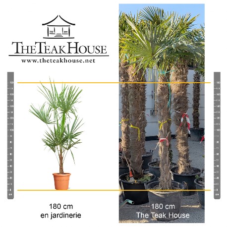 Palmiers Trachycarpus Fortunei les tailles