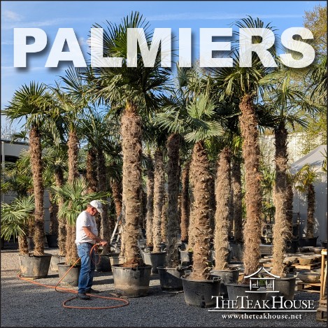Les palmiers de The Teak House